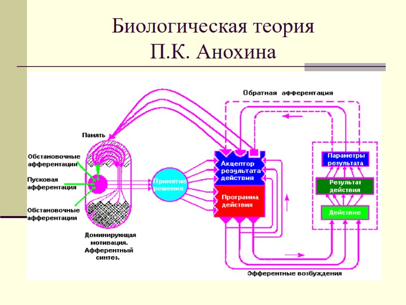 Биологическая теория   П.К. Анохина